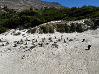 Kapstadt: Boulders Bay 