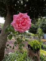 Kapstadt: Rosengarten