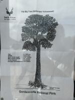 Tsitsikamma: Big Tree