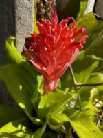 St. Lucia: Proteapflanze am Straßenrand in St. Lucia