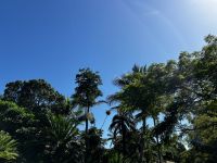 St. Lucia: es grünt so grün in St. Lucia