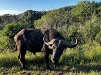 Hluhluwe Nationalpark:  Büffel