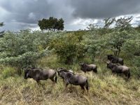 Krüger Nationalpark: Kudus