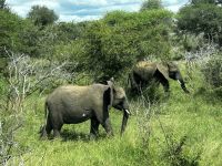 Krüger Nationalpark: Elefanten