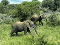 Krüger Nationalpark: Elefanten