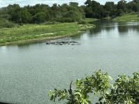 Krüger Nationalpark: Happy Hippos