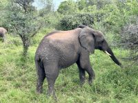 Krüger Nationalpark: Elefant