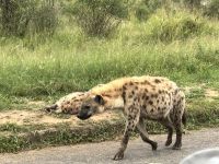 Krüger Nationalpark: Hyänen