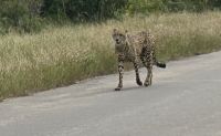 Krüger Nationalpark: Gepard