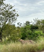 Krüger Nationalpark: Gepard