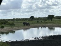 Krüger Nationalpark: Elefanten an einer Wasserstelle