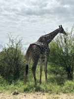 Krüger Nationalpark: Giraffe