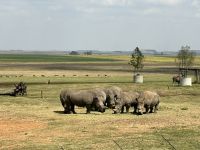 Krüger Nationalpark: Nashörner