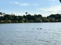 Vic Falls: Bootsfahrt auf dem Sambesi