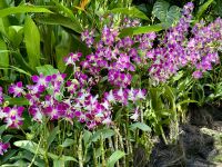 3. Reisetag – Stadtrundfahrt in Singapur – Nationaler Orchideengarten im Botanischen Garten