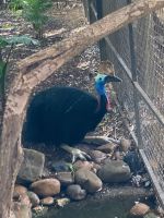 Australien - grenzenloses Fernweh: Besuch bei den Tieren Australiens