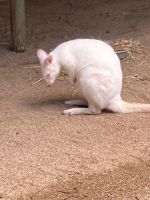Australien - grenzenloses Fernweh: Besuch bei den Tieren Australiens