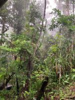 Australien - grenzenloses Fernweh: Im Regenwald bei Kuranda