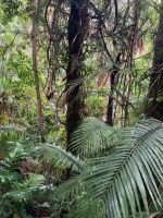 Australien - grenzenloses Fernweh: Im Regenwald des Daintree National Parks