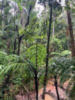 Australien - grenzenloses Fernweh: Blick vom Army Track in den Dschungel