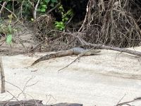 Australien - grenzenloses Fernweh: Ein junges Salzwasserkrokodil am Ufer des Daintree Rivers