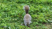 018 – London, St. James’s Park