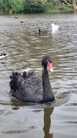 024 – London, St. James’s Park