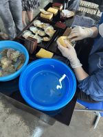 47 Austernperlenherstellung