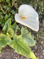 Calla-Blüte