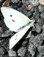 Ein Kohlweißling in luftiger Höhe von etwa 3.000 Metern am Ätna