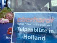 Tulpenblüte in Holland