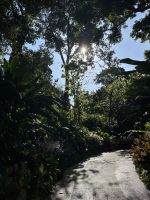 Im Orchideengarten