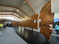 Im Kauri Museum