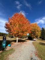Herbsfärbung auf der Südinsel
