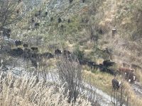 Skippers Canyon