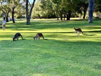 5. Reisetag – Tagesausflug in den Norden von Perth – Kängurus im Yanchep-Nationalpark
