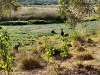 5. Reisetag – Tagesausflug in den Norden von Perth – Kängurus im Yanchep-Nationalpark