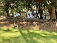 5. Reisetag – Tagesausflug in den Norden von Perth – Kängurus im Yanchep-Nationalpark