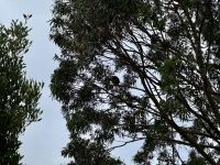 7. Reisetag – Tagesausflug zur Great Ocean Road – Wilder Koala im Baum