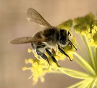 Die Bienen lieben die großen Blüten des Wildfenchels
