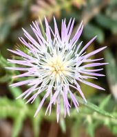 Galactites tomentosus, Milchfleckdistel in Vendicari