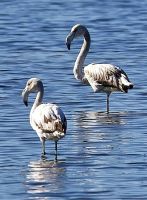 Flamingos im Naturschutzgebiet Vendicari