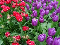 Keukenhof (46).JPG