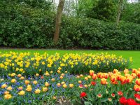 Keukenhof (78).JPG