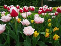 Keukenhof (83).JPG