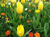 Keukenhof (97).JPG