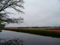 Keukenhof (113).JPG
