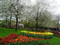 Keukenhof (122).JPG