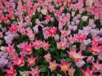Keukenhof (136).JPG
