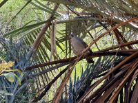 10. Reisetag – Ausflug in die West MacDonnell Ranges – Standley Chasm